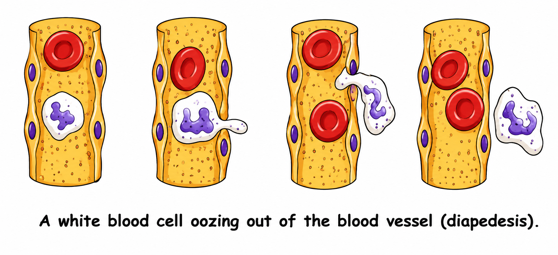 Fig 7.13: Diagram showing Diapedesis and Phagocytosis
